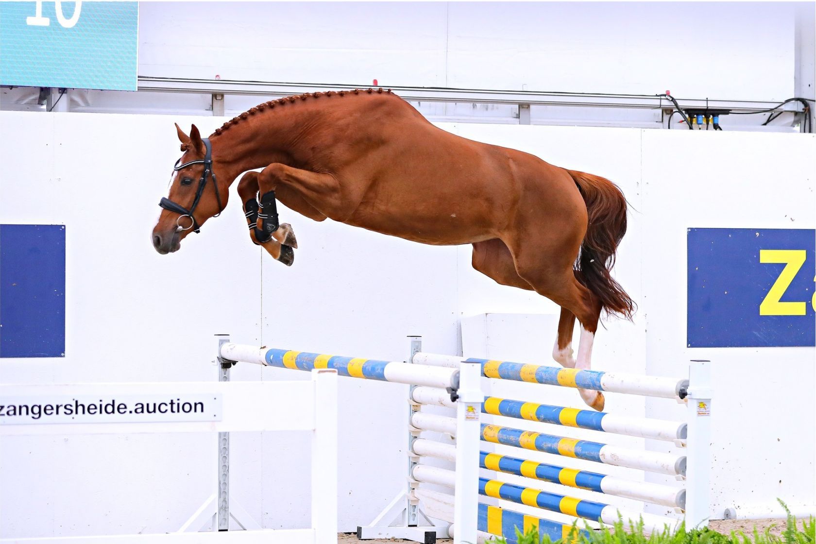 DINOZO DE REVE Z - Grandson of 1.60m Santa Catarina LS La